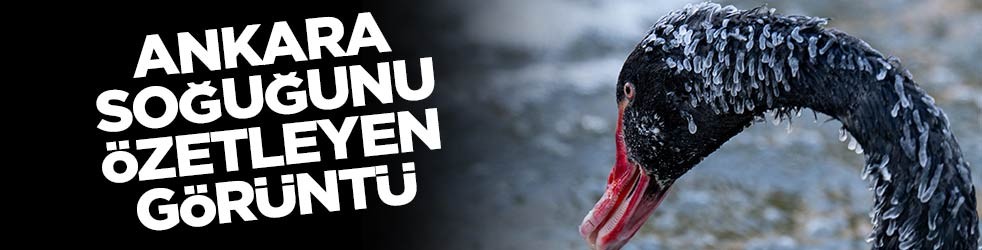 Ankara'da kuğular bile buz tuttu