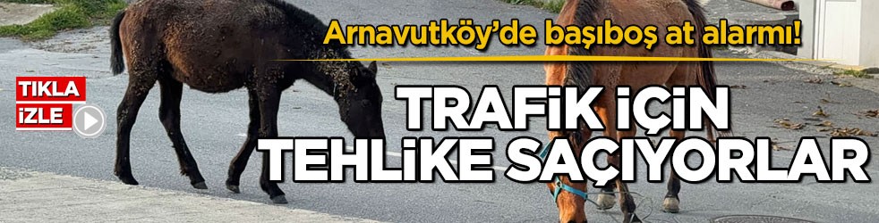 Arnavutköy’de başıboş at alarmı! Trafik için tehlike saçıyorlar