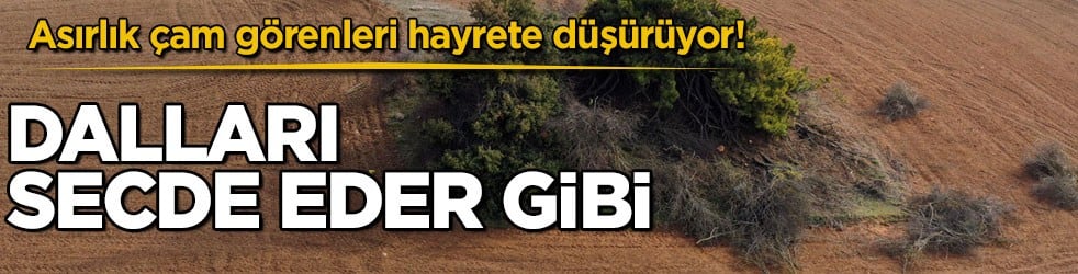Asırlık çam görenleri hayrete düşürüyor! Dalları secde eder gibi