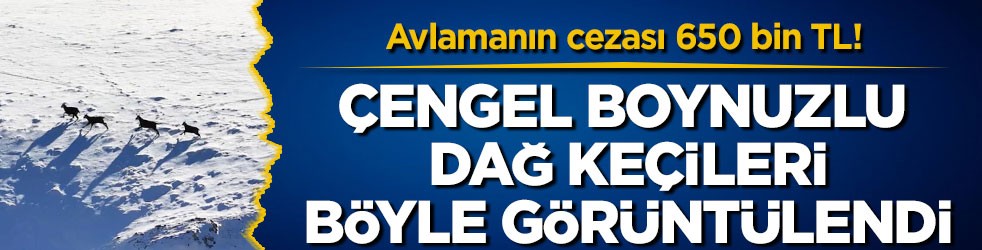 Avlamanın cezası 650 bin TL! Çengel boynuzlu dağ keçileri böyle görüntülendi