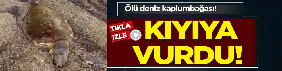 Ayvalık’ta 1 ölü deniz kaplumbağası: Patır patır kıyıya vurdu, nedeni belli olmayan ölüm ortalığı karıştırdı!
