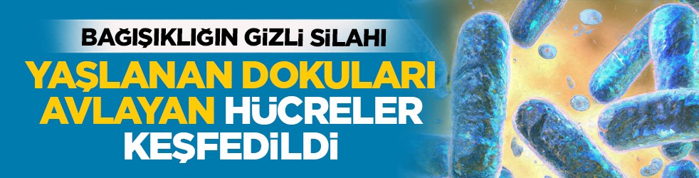 Bağışıklığın gizli silahı: Yaşlanan dokuları avlayan hücreler keşfedildi