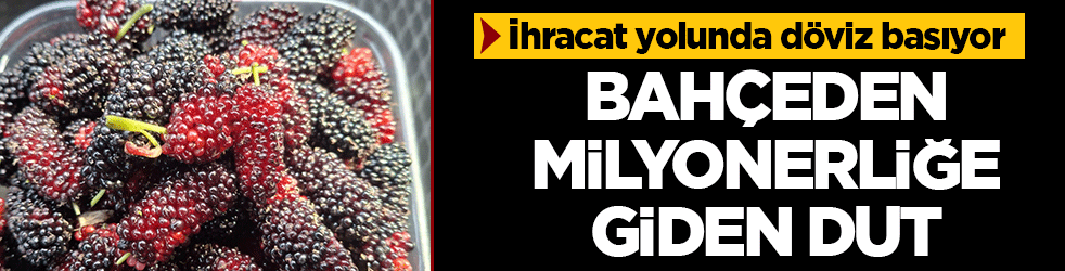 Bahçeden milyonerliğe giden dut: Kilosu 150 TL’den alıcı bulan Mersin karadutu ihracatta gözde