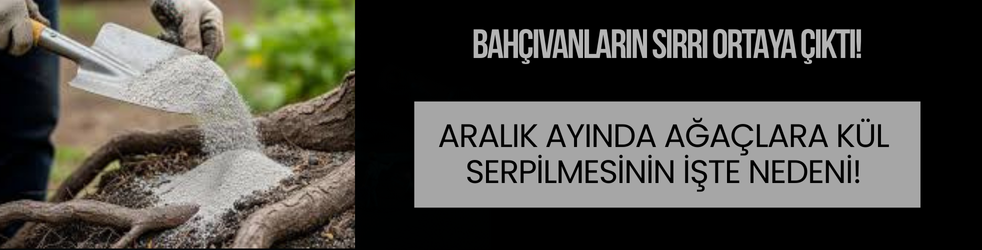 Bahçıvanların sırrı ortaya çıktı! Ağaçların dibine…