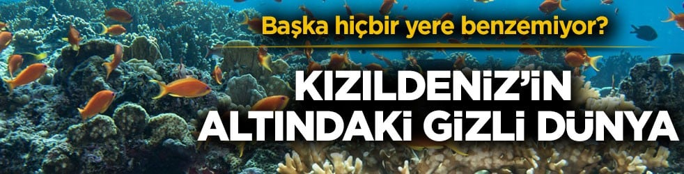 Başka hiçbir yere benzemiyor? Kızıldeniz’in altındaki gizli dünya