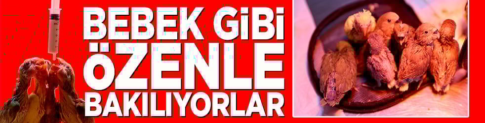 Bebek gibi özenle bakılıyorlar