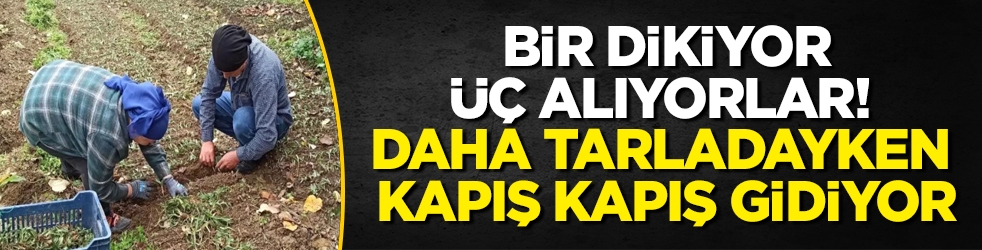 Bir dikiyor, üç alıyorlar! Daha tarladayken kapış kapış gidiyor