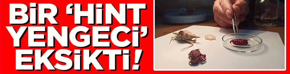 Bir Hint yengeci eksikti
