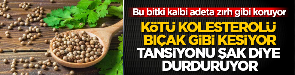 Bu bitki kalbi adeta zırh gibi koruyor! Kötü kolesterolü bıçak gibi kesiyor, tansiyonu şak diye durduruyor