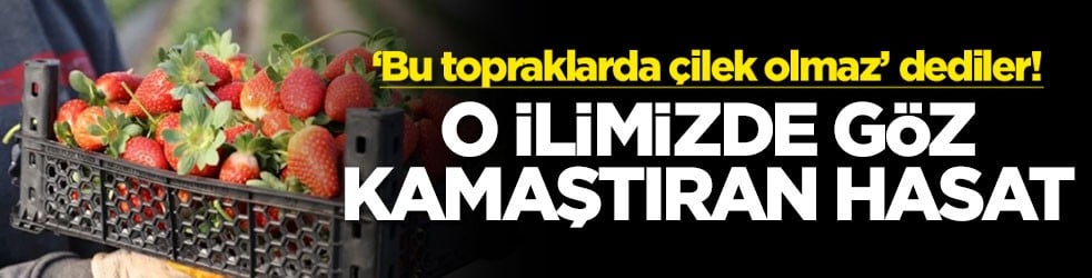 ‘Bu topraklarda çilek olmaz’ dediler! O ilimizde göz kamaştıran hasat