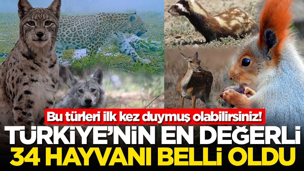 Bu türleri ilk kez duymuş olabilirsiniz! Türkiye'nin en değerli 34 hayvanı belli oldu