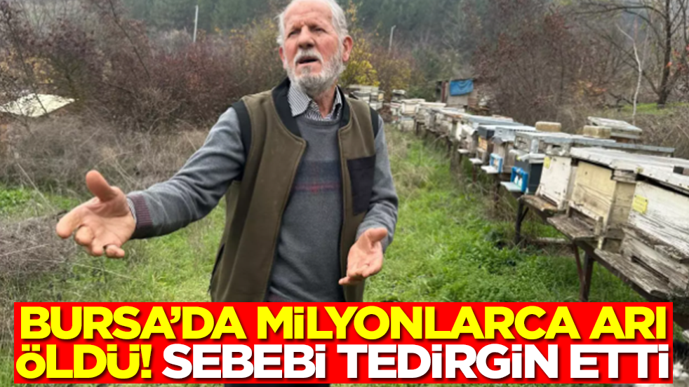 Bursa'da milyonlarca arı öldü! Sebebi herkesi tedirgin etti