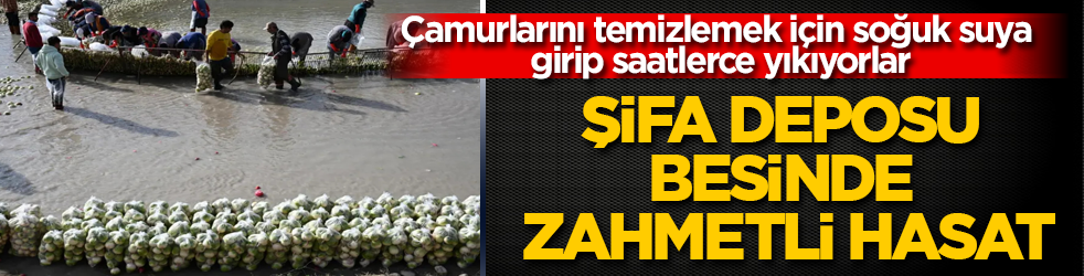 Çamurlarını temizlemek için soğuk suya girip saatlerce yıkıyorlar! Şifa deposu besinde zahmetli hasat