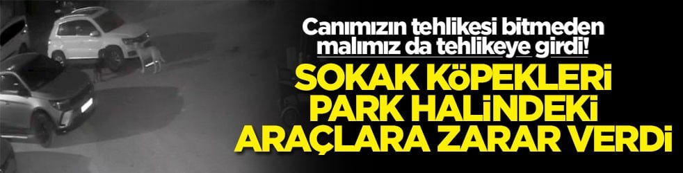 Canımızın tehlikesi bitmeden malımız da tehlikeye girdi! Sokak köpekleri park halindeki araçlara zarar verdi