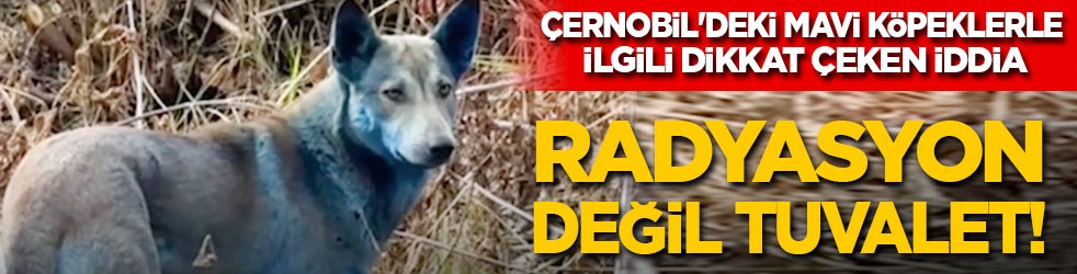 Çernobil'deki mavi köpeklerle ilgili dikkat çeken iddia: Radyasyon değil tuvalet!