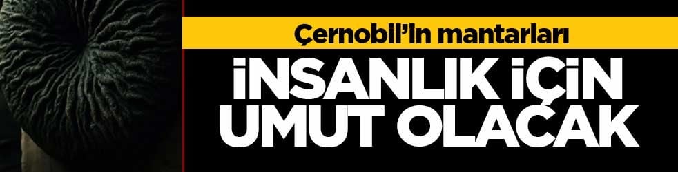 Çernobil'in radyasyon yiyen siyah mantarı insanlık için umut olabilir