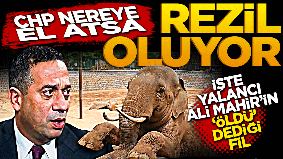 CHP nereye el atsa rezil oluyor! İşte yaşancı Ali Mahir’in ÖLDÜ dediği fil