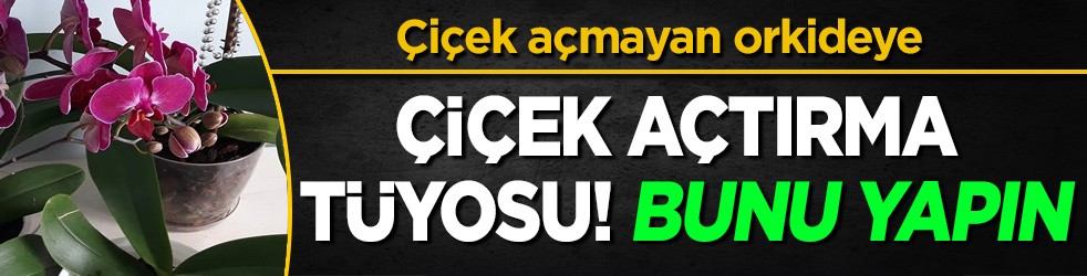 Çiçek açmayan orkideye çiçek açtırma tüyosu! Çiçeklerle yapılan hata: Orkideye düşman! Tek çiçek taktiği