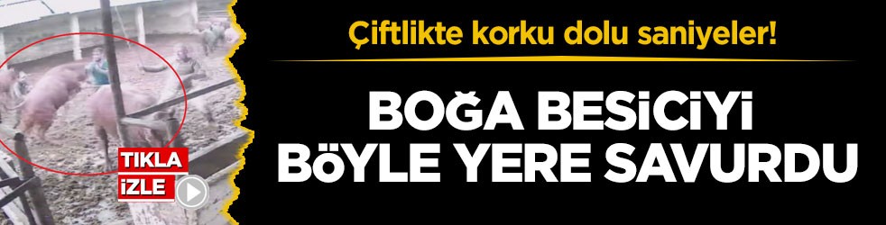 Çiftlikte korku dolu saniyeler! Boğa besiciyi böyle yere savurdu