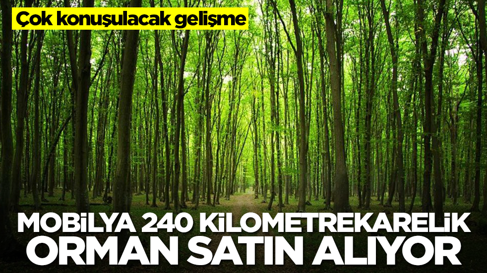 Çok konuşulacak gelişme: Mobilya devi 240 kilometrekarelik orman satın alıyor