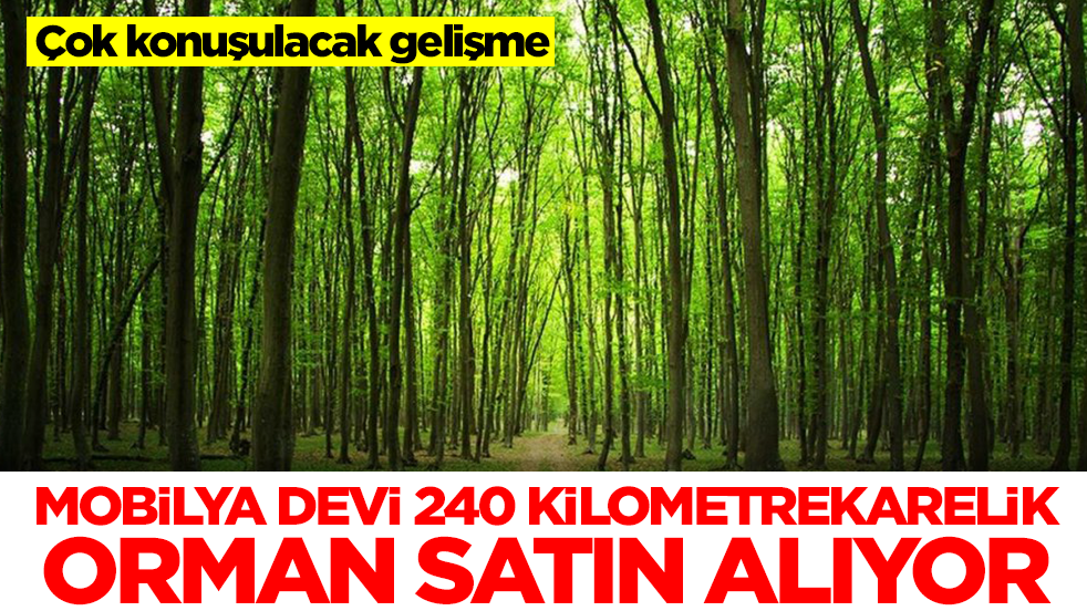 Çok konuşulacak gelişme: Mobilya devi 240 kilometrekarelik orman satın alıyor