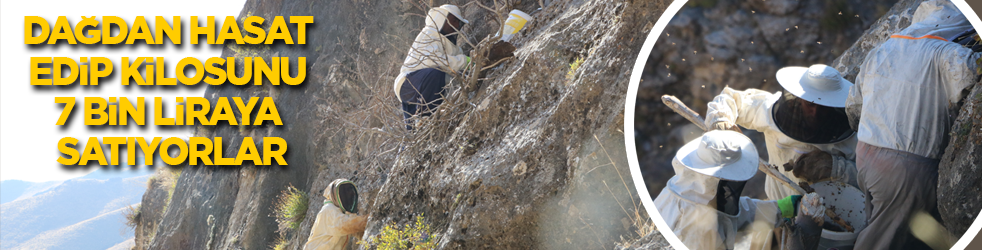 Dağdan hasat edip kilosunu 7 bin liraya satıyorlar