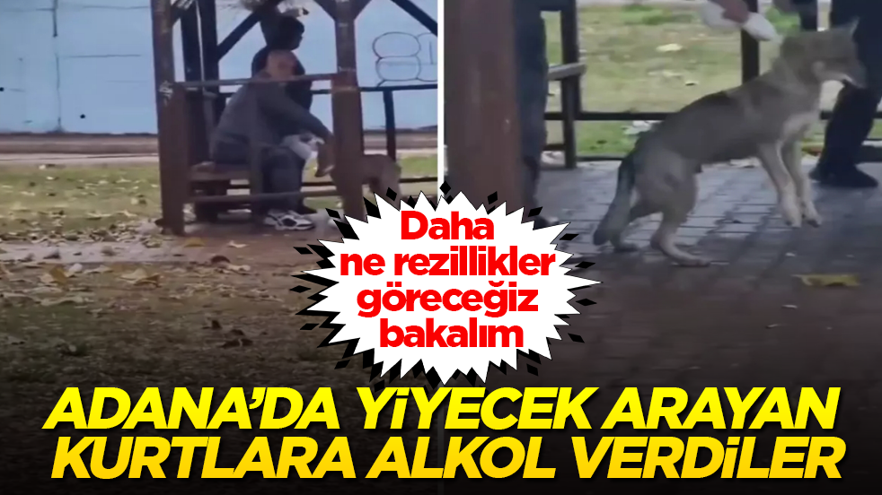 Daha ne rezillikler göreceğiz bakalım! Adana’da yiyecek arayan kurtlara alkol verdiler