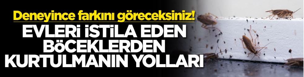 Deneyince farkını göreceksiniz! Evleri istila eden böceklerden kurtulmanın yolları