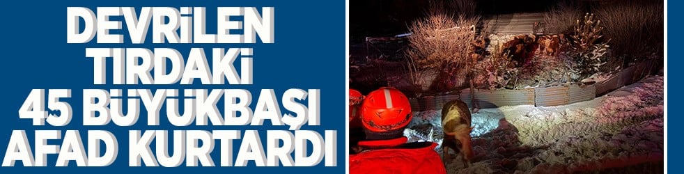 Devrilen tırdaki 45 büyükbaşı AFAD kurtardı