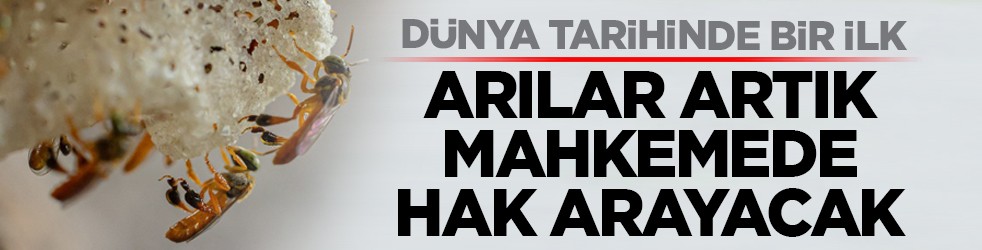 Dünya tarihinde bir ilk: Arılar artık mahkemede hak arayacak