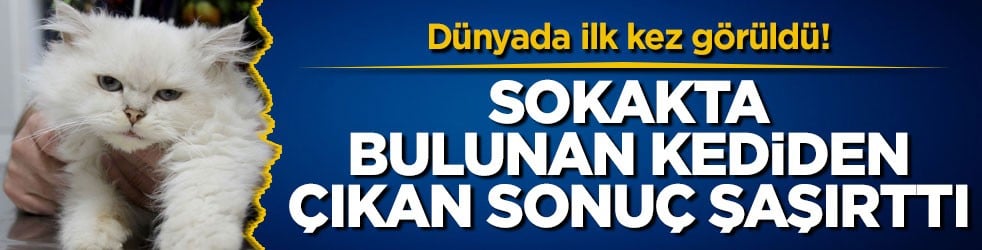 Dünyada ilk kez görüldü! Sokakta bulunan kediden çıkan sonuç şaşırttı