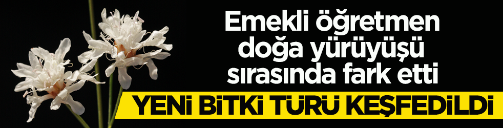 Emekli öğretmen doğa yürüyüşü sırasında fark etti! Yeni bitki türü keşfedildi