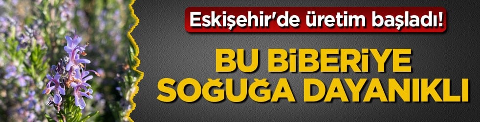 Eskişehir'de üretim başladı! Bu biberiye soğuğa dayanıklı