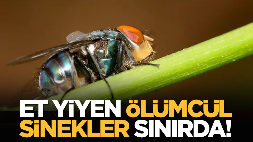 Et yiyen ölümcül sinekler sınırda!