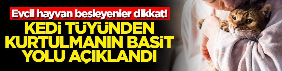 Evcil hayvan besleyenler dikkat! Kedi tüyünden kurtulmanın basit yolu açıklandı