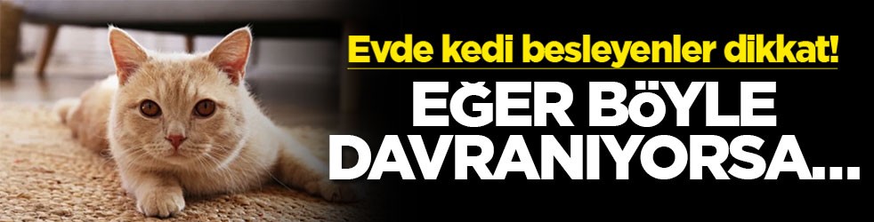 Evde kedi besleyenler dikkat! Eğer böyle davranıyorsa...