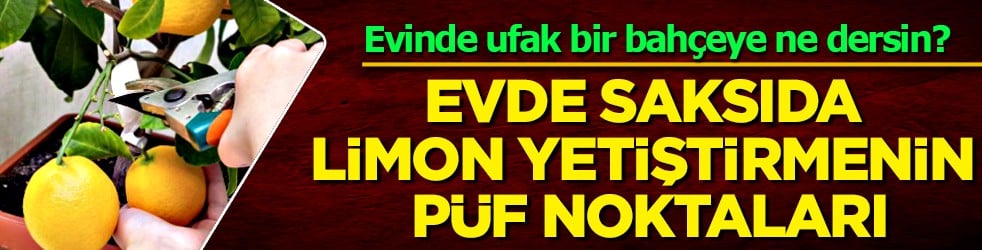 Evde saksıda limon yetiştirmenin püf noktaları! Evde limona sahip olmanın formülü