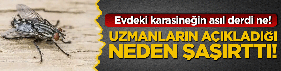 Evdeki karasineğin asıl derdi ne! Uzmanların açıkladığı neden şaşırttı!