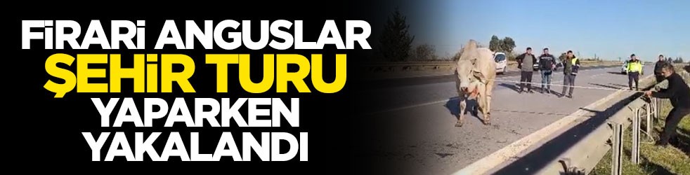 Firari anguslar şehir turu yaparken yakalandı
