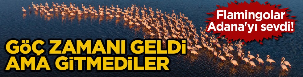 Flamingolar Adana'yı çok sevdi! Göç zamanı geldi ama gitmediler