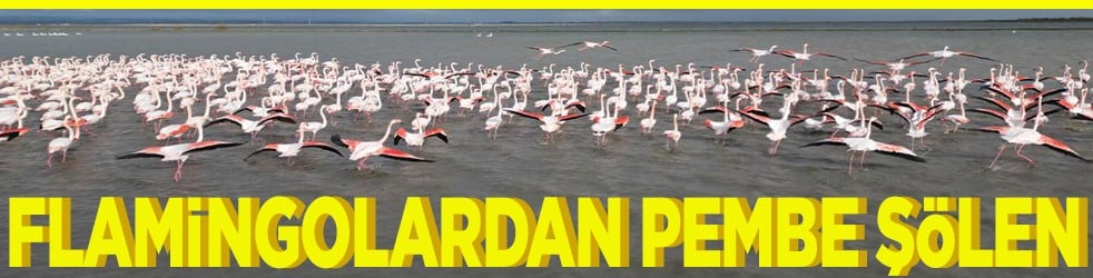 Flamingolardan pembe şölen