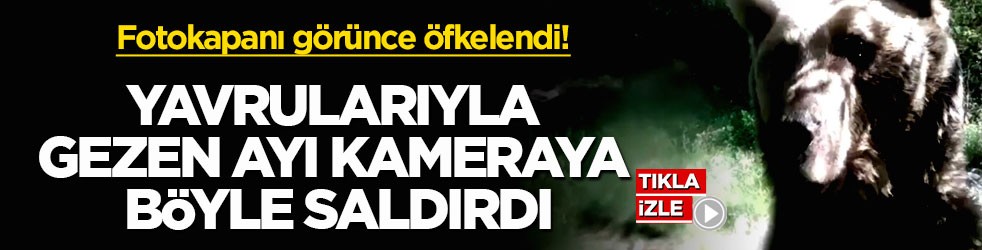 Fotokapanı görünce öfkelendi! Yavrularıyla gezen ayı kameraya böyle saldırdı