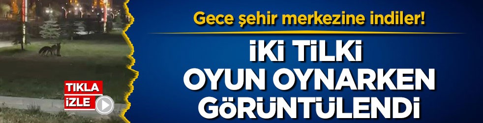 Gece şehir merkezine indiler! İki tilki oyun oynarken görüntülendi