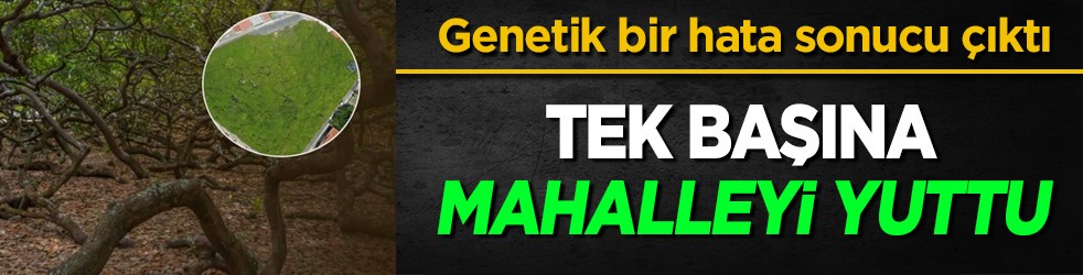  Genetik bir hata sonucu: Tüm mahalle saldırıya uğradı, paramparça etti! Adeta bir canavar