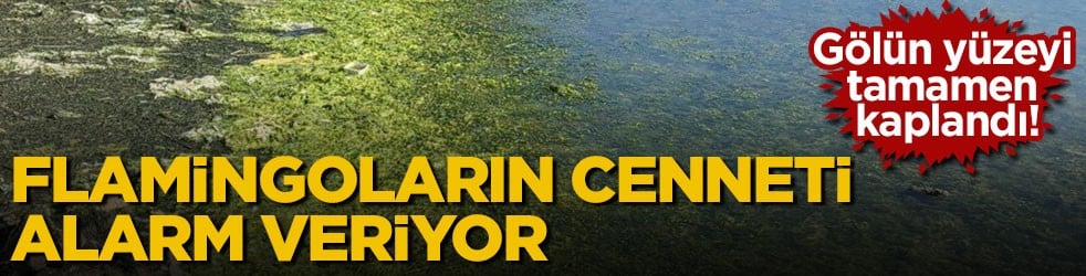 Gölün yüzeyi tamamen kaplandı! Flamingoların cenneti alarm veriyor