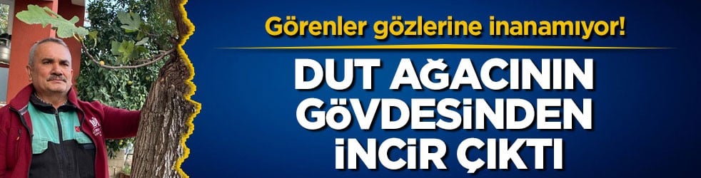 Görenler gözlerine inanamıyor! Dut ağacının gövdesinden incir çıktı