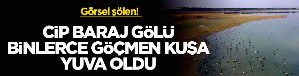 Görsel şölen! Cip Baraj Gölü binlerce göçmen kuşa yuva oldu