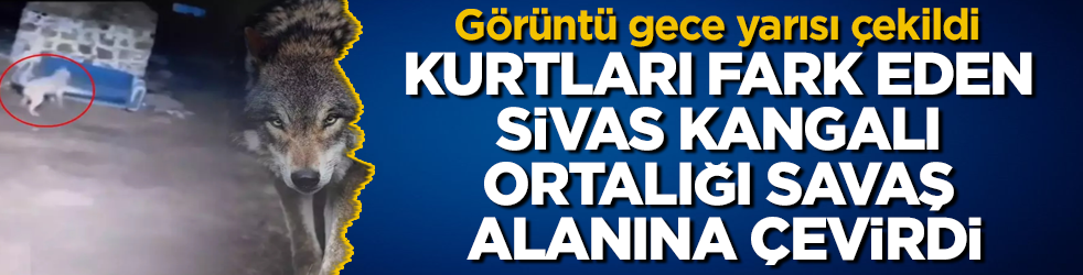 Görüntü gece yarısı çekildi: Kurtları fark eden Sivas kangalı ortalığı savaş alanına çevirdi