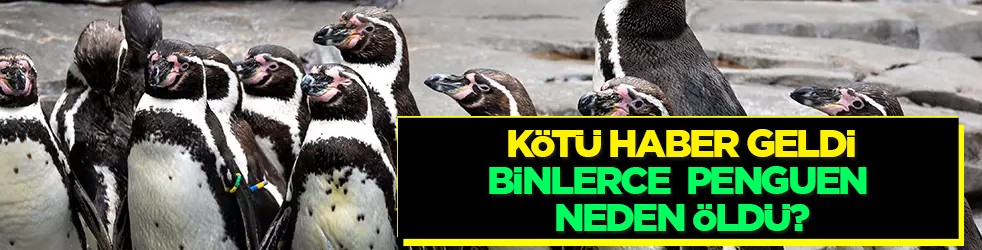 Güney Afrika'da yaklaşık 62 bin penguenin açlıktan öldüğü haberi geldi! Korkutan gelişme 