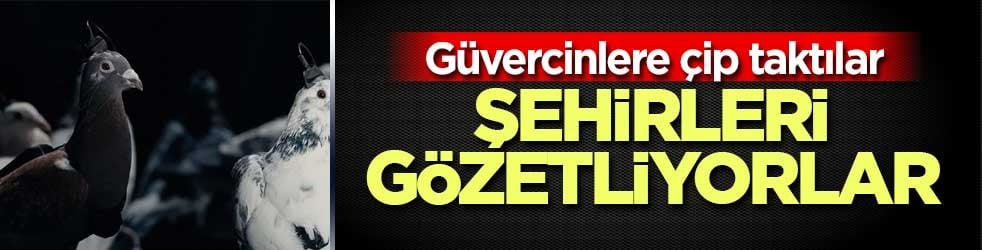 Güvercinleri casus olarak kullanıyorlar! Çip takılı güvercinler şehir gözetleyecek